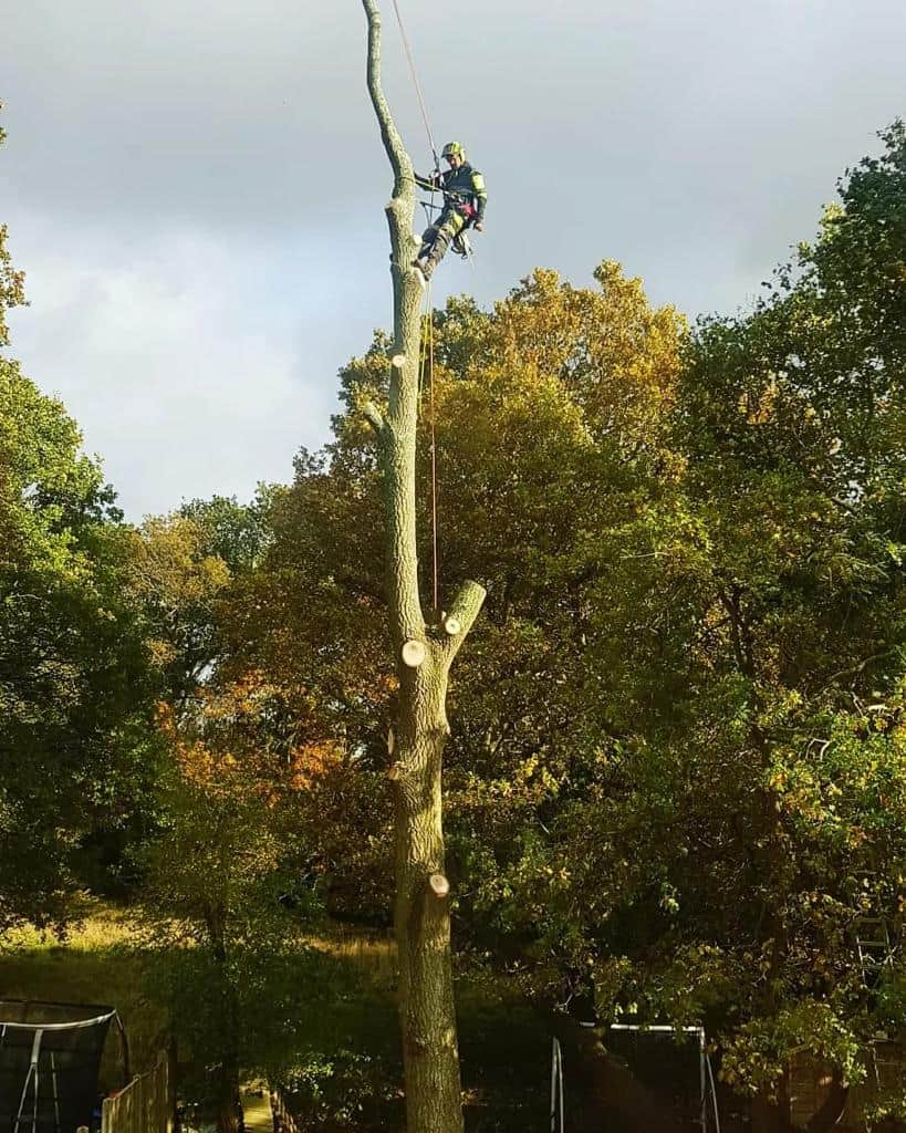 This is a photo of an operative from LM Tree Surgery Gosport felling a tree. He is at the top of the tree with climbing gear attached about to remove the top section of the tree.