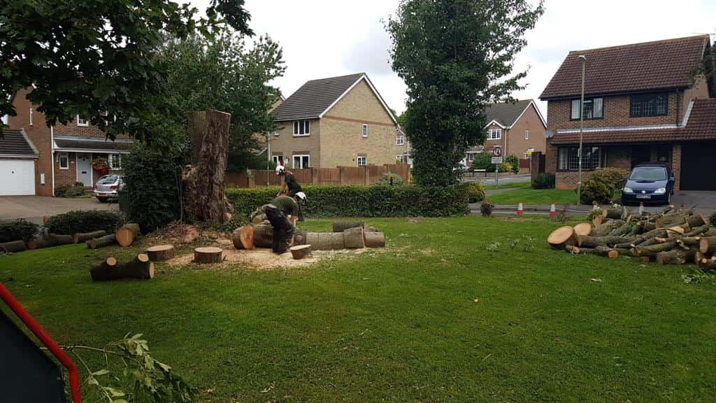 This is a photo of a tree that has been cut into sections on a communal area, and is now being removed from site. Works undertaken by LM Tree Surgery Gosport