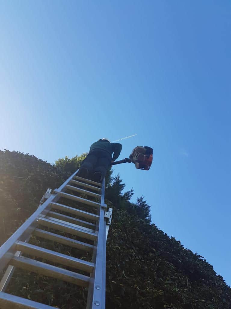 This is a photo of an operative from LM Tree Surgery Gosport up a ladder rested on a hedge with a petrol strimmer.