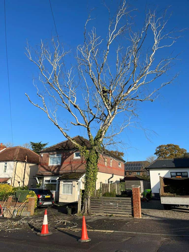 This is a photo of a tree on the pavement that is having limbs removed which are near to power lines. Works undertaken by LM Tree Surgery Gosport